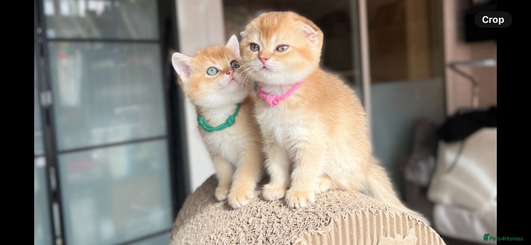 Scottish Fold cats for sale: TICA-Registered Scottish Straight/Fold Kittens  - Image 2