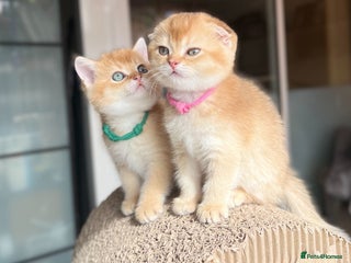 Scottish Fold cats - Advert 9