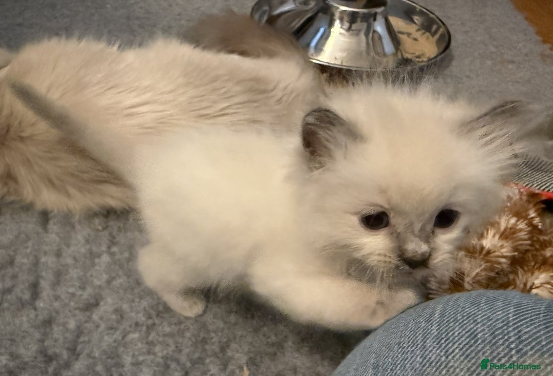 Ragdoll cats for sale: GCCF registered Pedigree Ragdoll kittens - Advert 12