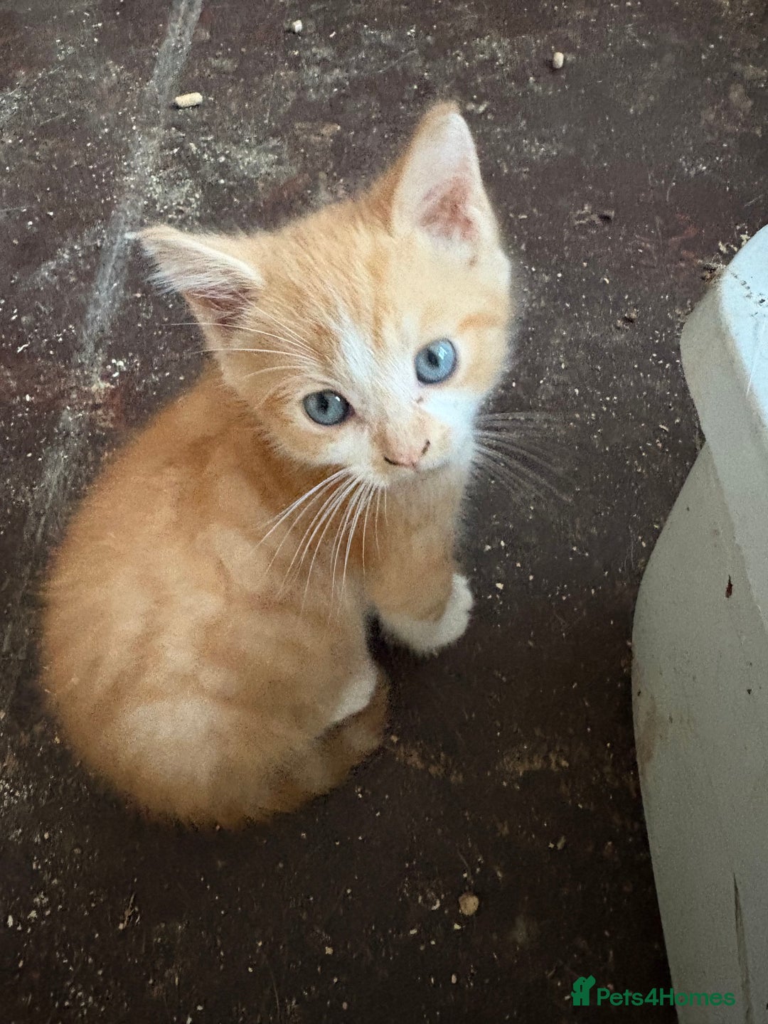 Mixed Breed cats for sale: 5 mixed breed cute kittens  - Image 10