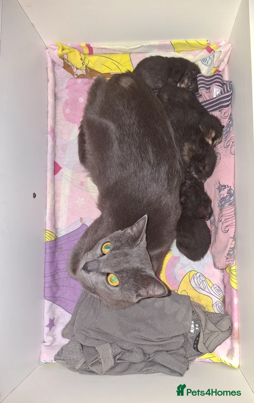 Mixed Breed cats for sale: Kittens for sale - Advert 2