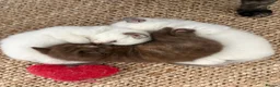 British Shorthair cats for sale: Beautiful British shorthair females  - Advert 18