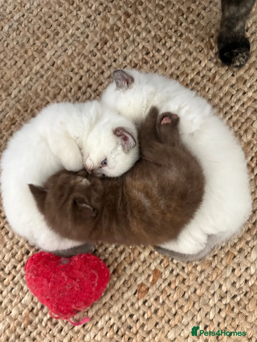 British Shorthair cats for sale: Beautiful British shorthair females  - Advert 18
