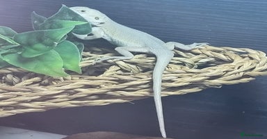 Bearded Dragon reptiles - Advert 6