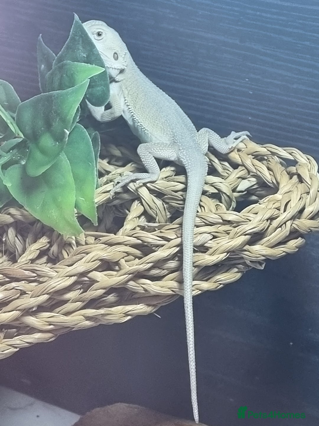 Bearded Dragon reptiles for sale: Bearded dragons  babies  - Image 37