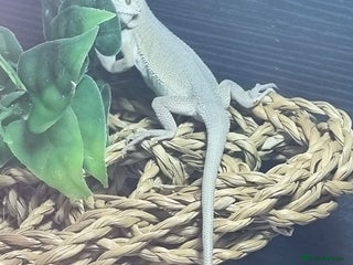 Bearded Dragon reptiles - Advert 3