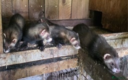 Ferret rodents for sale: Ferret kits - Image 2