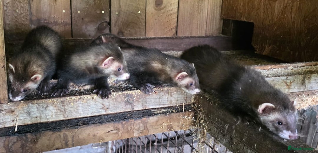 Ferret rodents for sale: Ferret kits - Image 2
