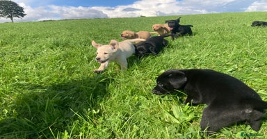 Labrador Retriever dogs - Advert 3