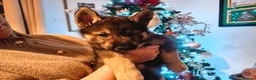 Utonagan dogs for sale: German Shep x Malamute x Husky Puppies - Advert 12