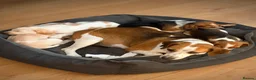 Beagle dogs for sale: Beautiful Beagle Puppes - Loving Homes Wanted in Christchurch - Advert 3