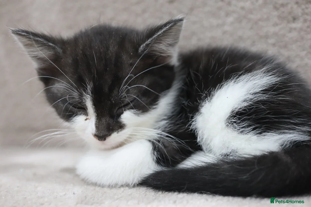 Domestic Shorthair cats for sale: Four beautiful kittens remaining - Advert 14