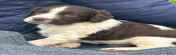 English Springer Spaniel dogs for sale: Working English Springer Spaniel Puppies - Advert 22
