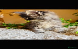 Maine Coon cats for sale: Beautiful GCCF Maine Coon kittens - Advert 14