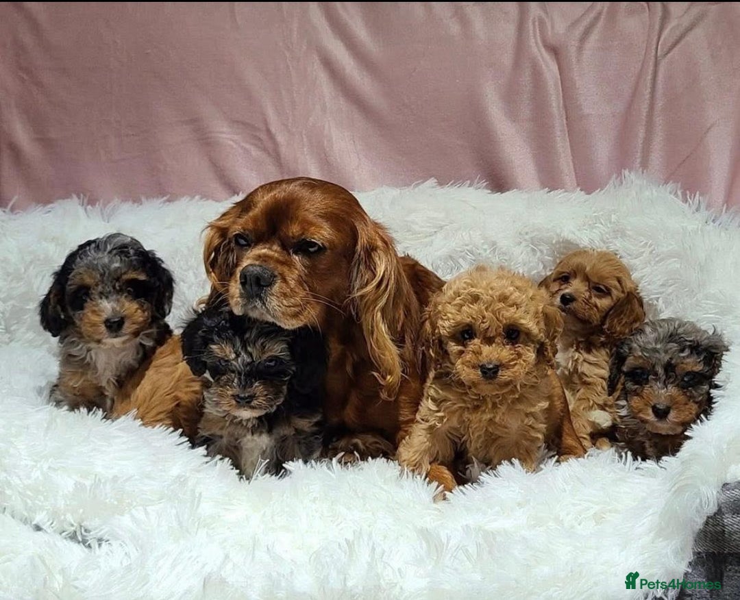 Cavapoo dogs for sale: Cavapoo puppies  - Advert 2