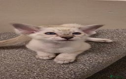 Siamese cats for sale: Seal Tabby Point Siamese - Image 1