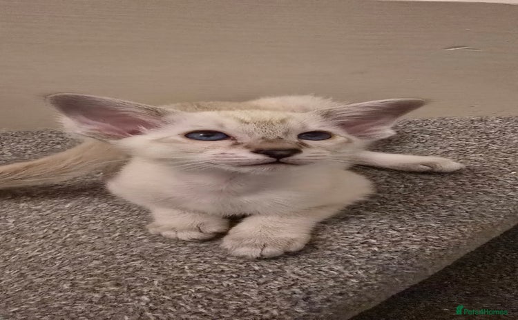 Siamese cats - Advert 12