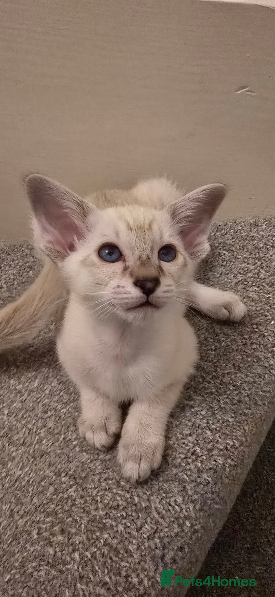 Siamese cats for sale: Seal Tabby Point Siamese - Image 1