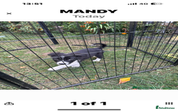Border Collie dogs for sale: Beautiful baby borders  - Image 4