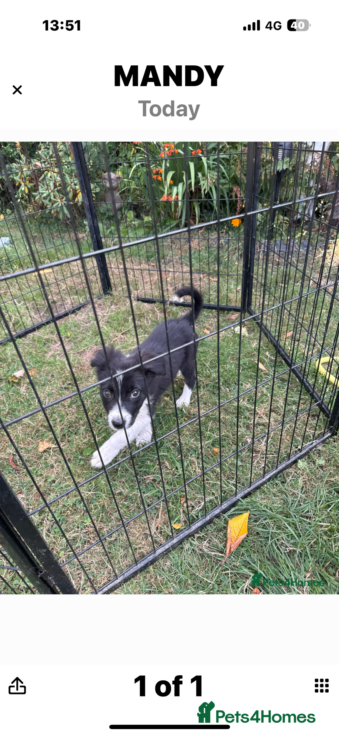 Border Collie dogs for sale: Beautiful baby borders  - Image 4