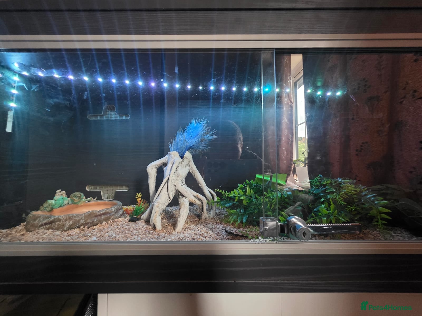 Corn Snake reptiles for sale: x2 cornsnakes in Chelmsford - Advert 2