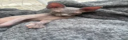 Sphynx cats for sale: Sphynx females  - Advert 1