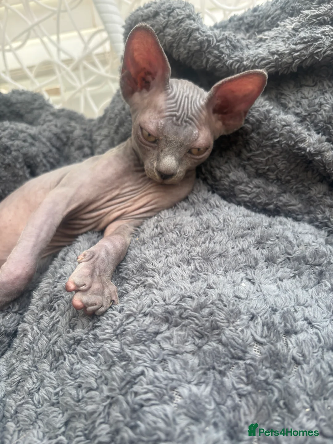 Sphynx cats for sale: Sphynx females  - Advert 1