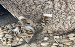 Domestic Shorthair cats for sale: 6 beautiful kittens for sale!!  - Image 3