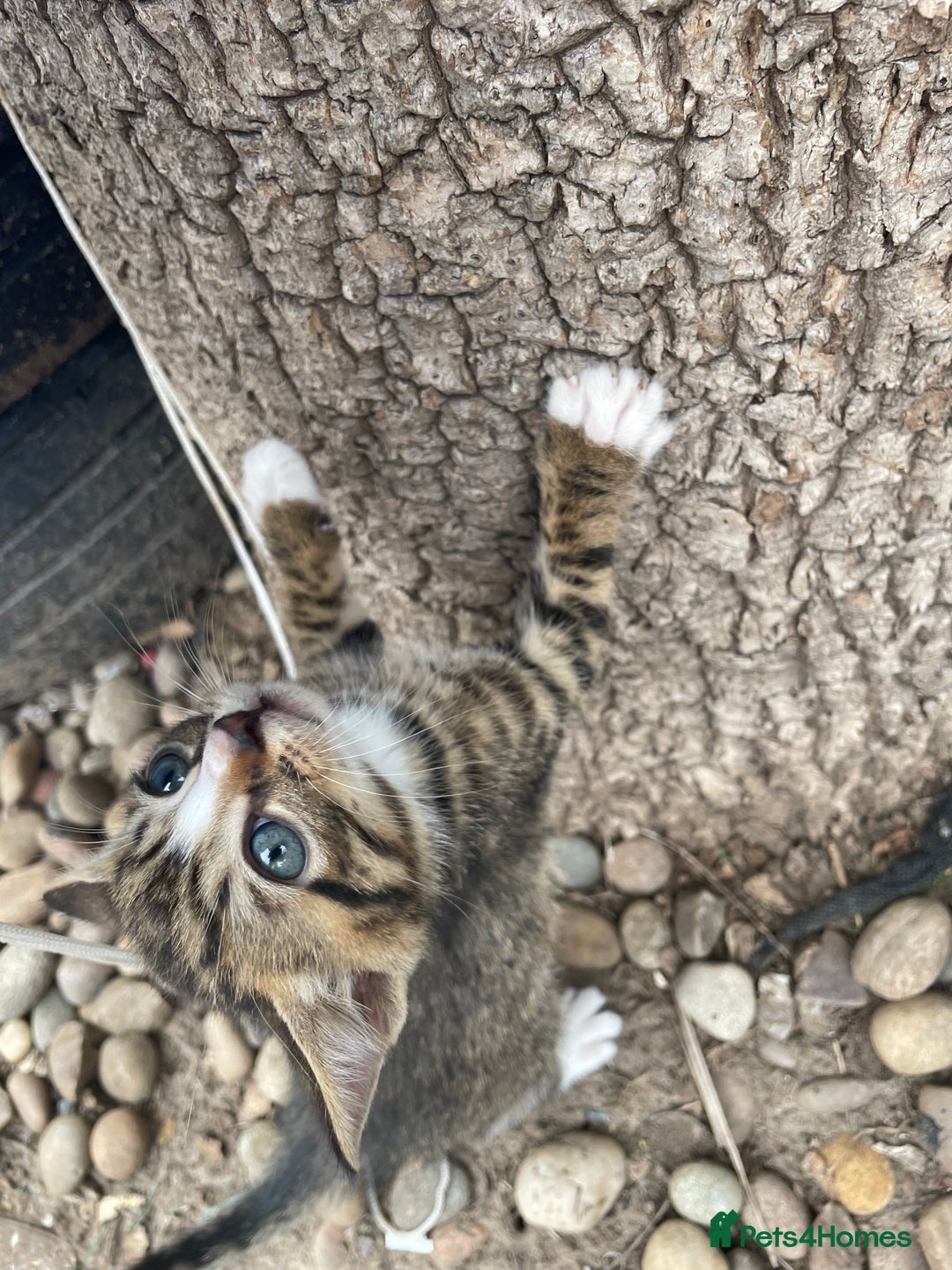Domestic Shorthair cats for sale: 6 beautiful kittens for sale!!  - Image 3