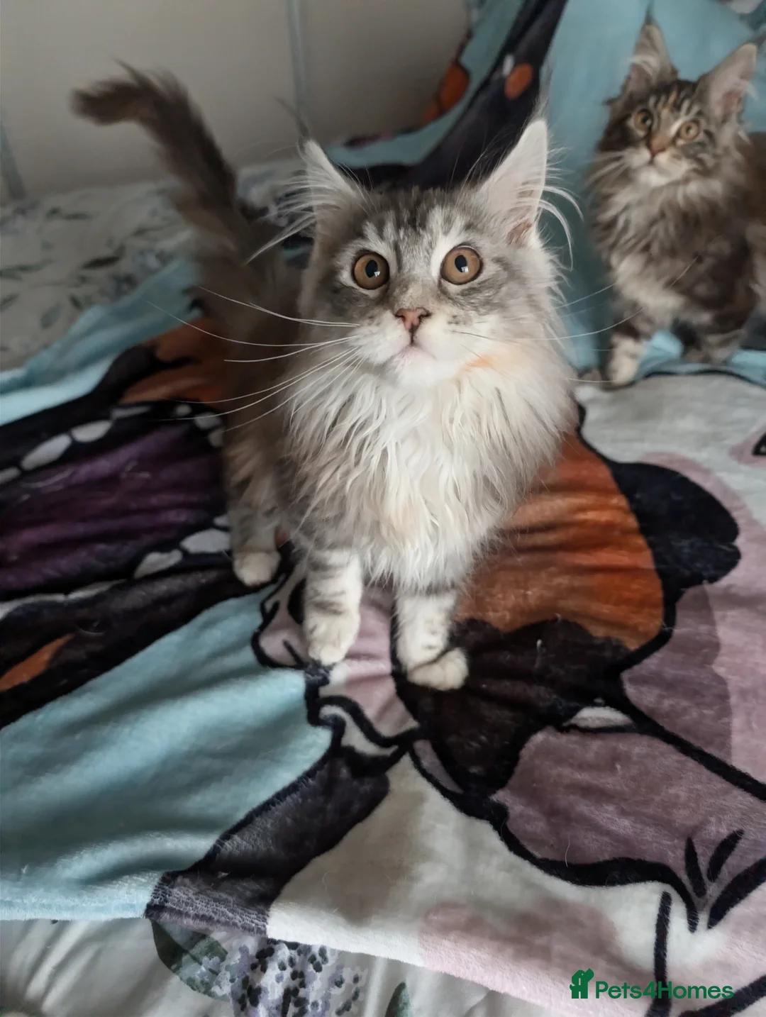 Maine Coon cats for sale: GCCF Maine Coon Kittens  - Advert 9