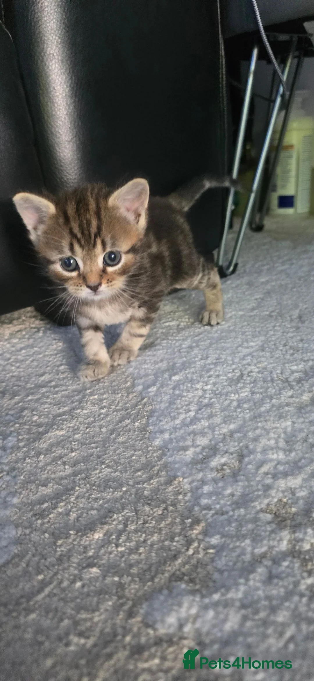 Mixed Breed cats for sale: British short hair Tabby - Advert 15