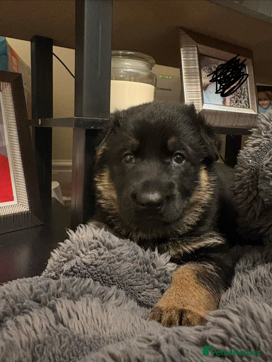 German Shepherd dogs for sale: 2 KC registered German shepherd girls for sale - Advert 3