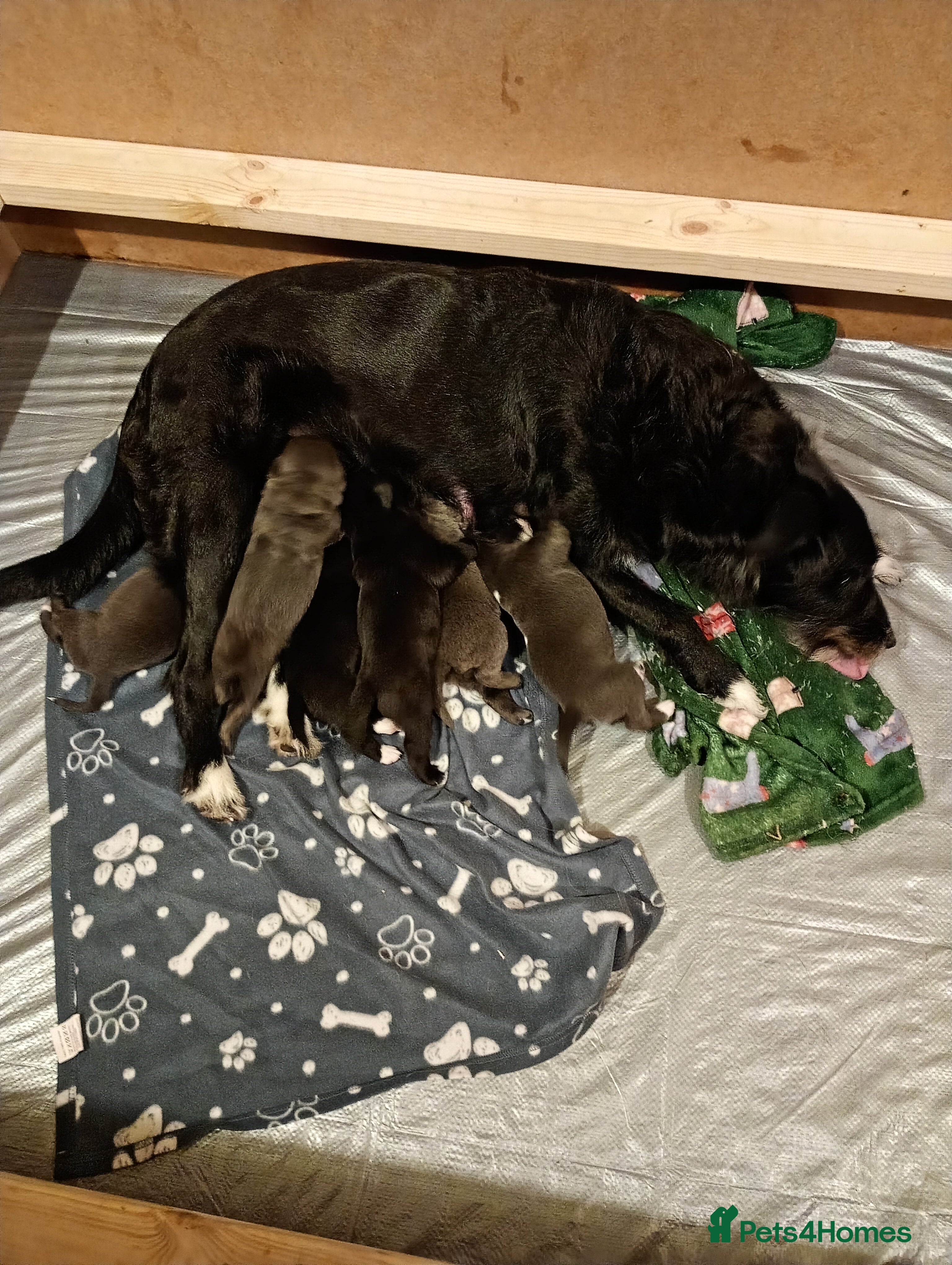 Mixed Breed dogs 3 silver 1 black white female lab puppies  - Advert 4