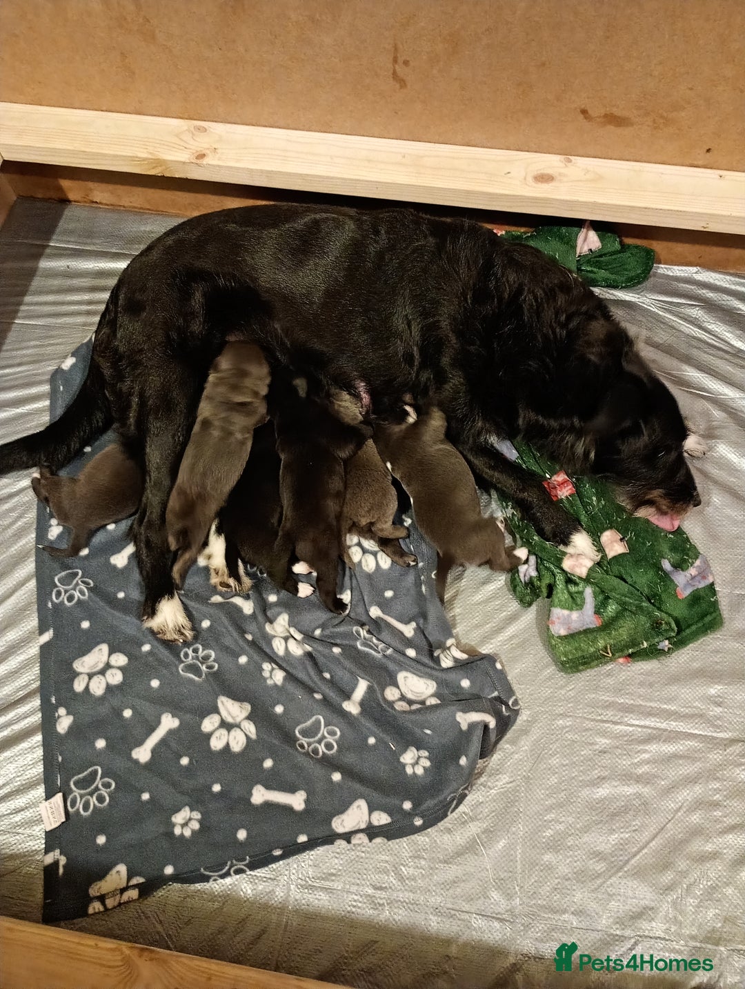 Mixed Breed dogs for sale: 3 silver 1 black white female lab puppies  - Advert 1