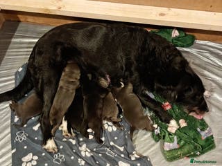 Mixed Breed dogs 3 silver 1 black white female lab puppies - Advert 2