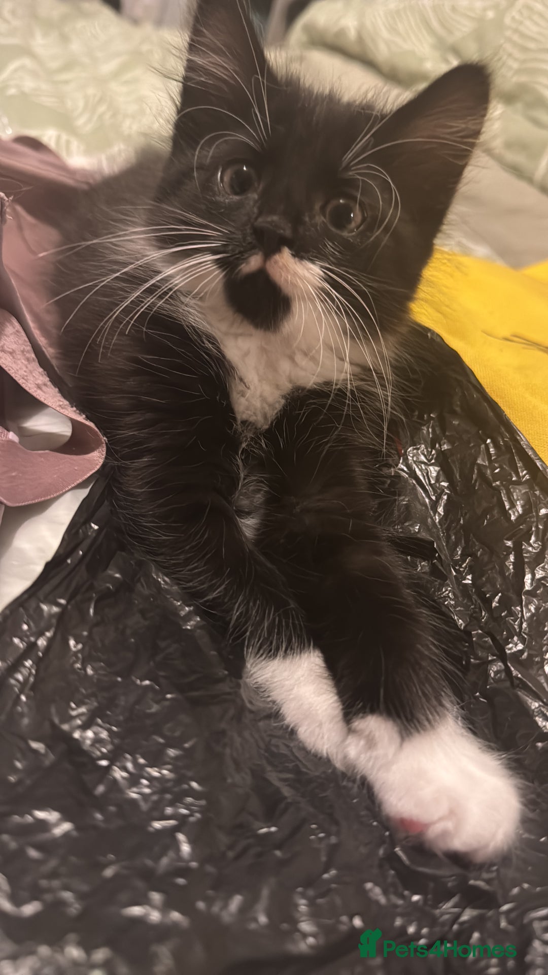 Domestic Shorthair cats for sale: 3 lovely black and white kittens - Image 15