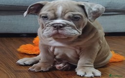 English Bulldog dogs for sale: Last English Bulldog Female - Image 10