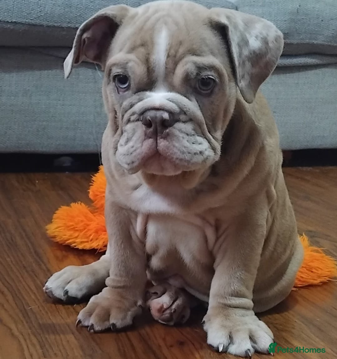 English Bulldog dogs for sale: Last English Bulldog Female - Image 10