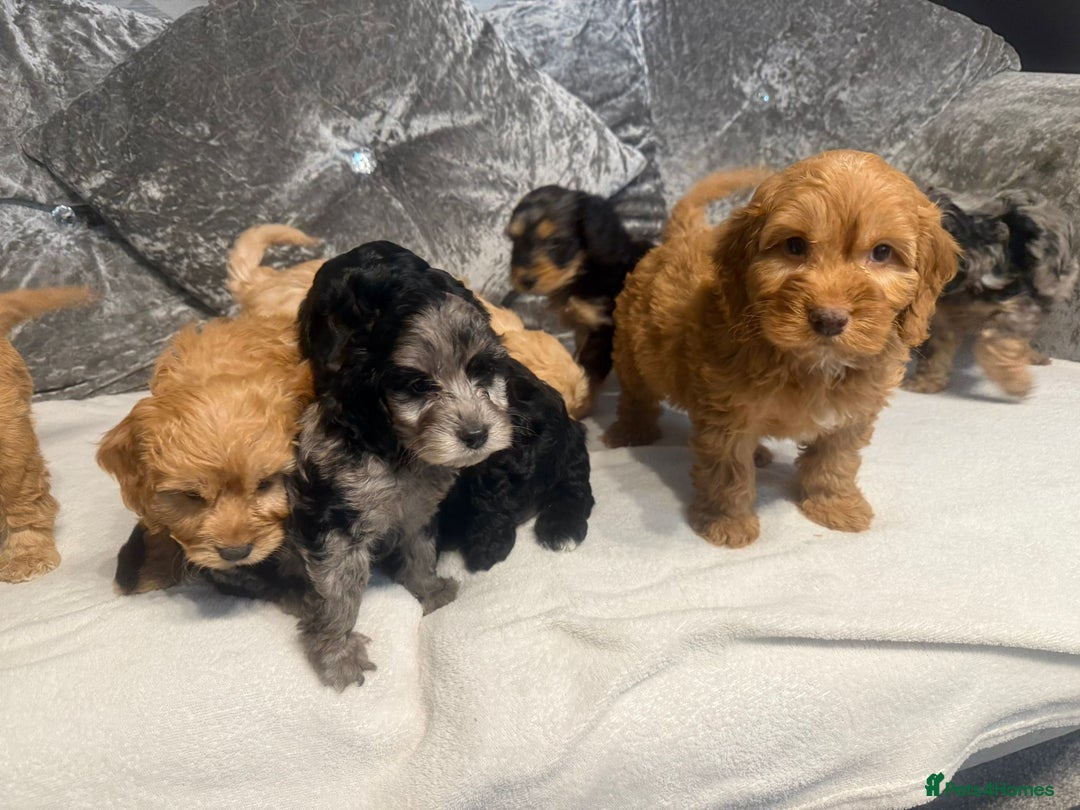 Cockapoo dogs for sale: Beautiful Cockerpoo Puppies. (Sand, Merle, Black) - Image 30