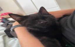 Mixed Breed cats for sale: Ozzy & Oscar - Bonded Brothers 🐾 - Image 4
