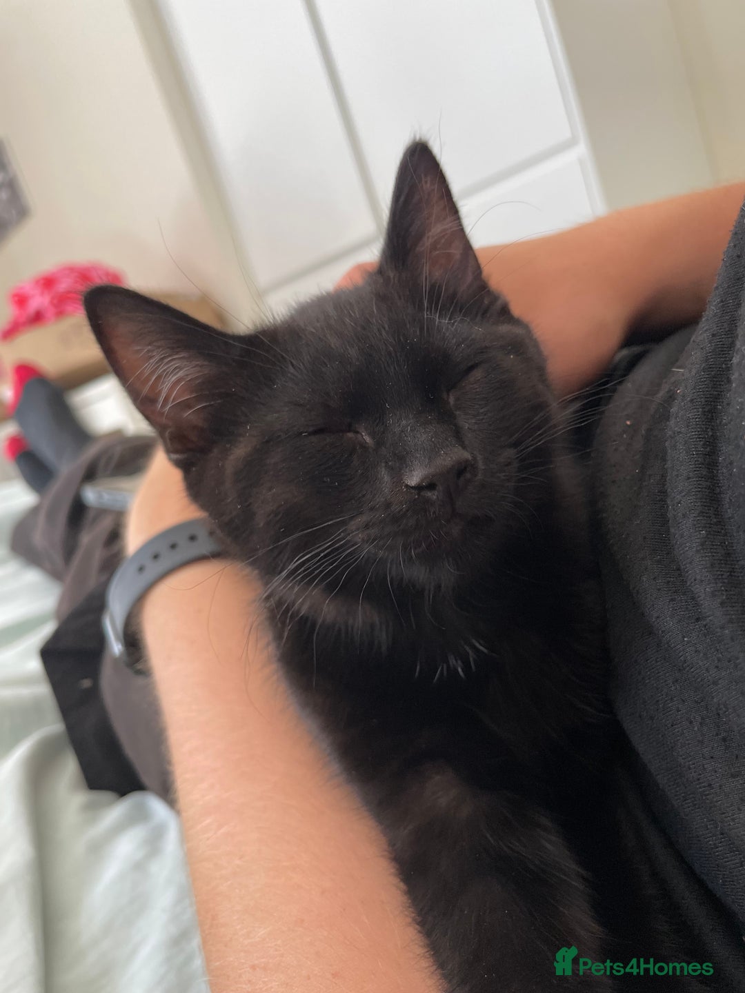 Mixed Breed cats for sale: Ozzy & Oscar - Bonded Brothers 🐾 - Image 4