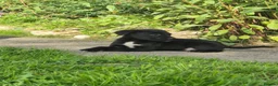 Borador dogs for sale: Gorgeous Borador Pups Looking For Forever Home - Advert 8