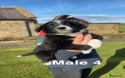 Border Collie dogs for sale: Superb litter of purebred Border Collie puppies  - Image 11