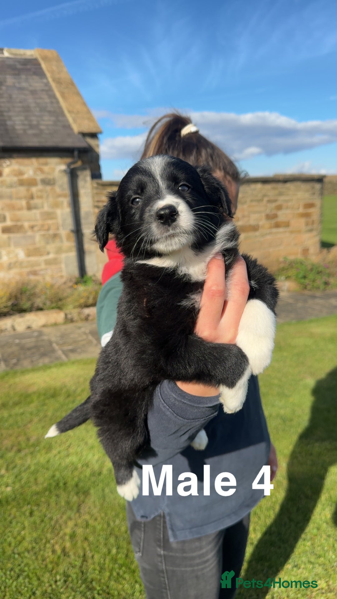 Border Collie dogs for sale: Superb litter of purebred Border Collie puppies  - Image 11