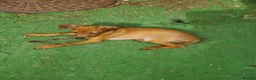 Italian Greyhound dogs for sale: Stunning kc Italian greyhounds  - Advert 10