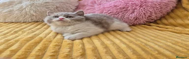 British Shorthair 8