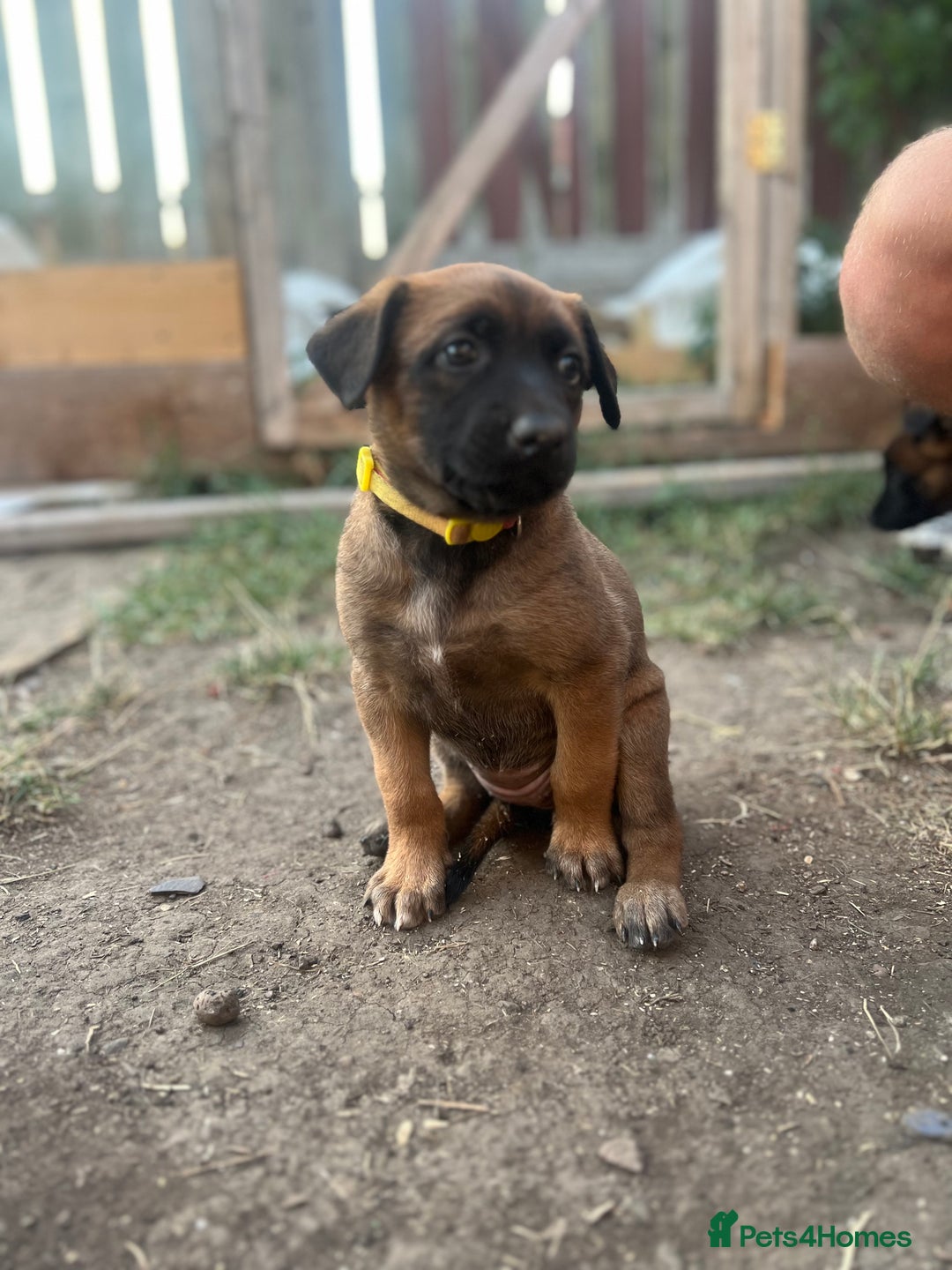Belgian Shepherd Dog dogs for sale: Malinois puppies. Mother FCI/Father working dog - Image 9