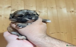 Shih Tzu dogs for sale: Shih tzu puppies  - Image 1