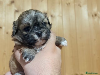 Shih Tzu dogs - Advert 10