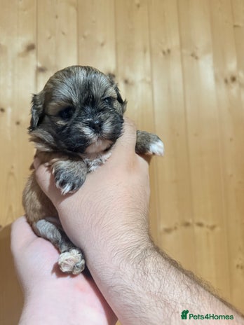 Shih Tzu dogs - Advert 8